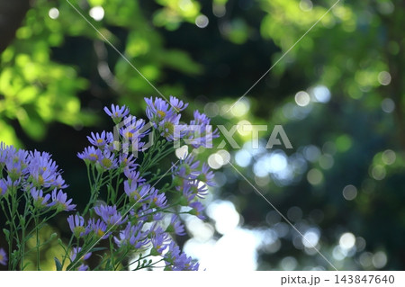 十五夜の時期に咲く薄紫の花 143847640