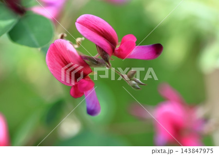 中秋の名月に供える花 143847975