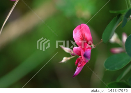 中秋の名月に供える花 中秋の名月に供える花 143847976