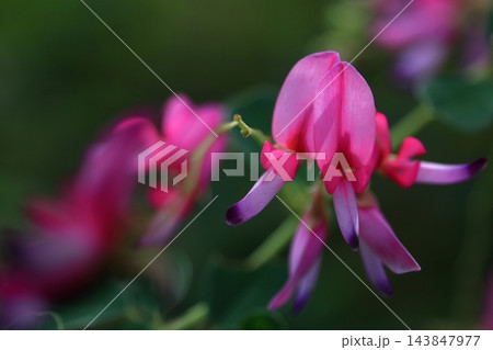 中秋の名月に供える花 143847977
