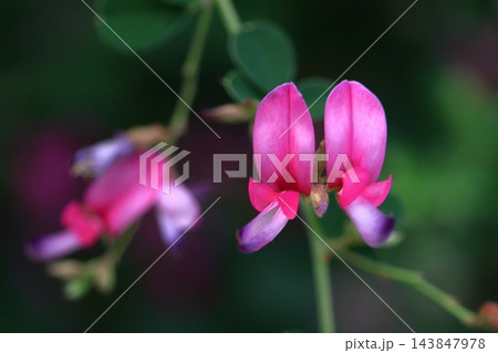 中秋の名月に供える花 中秋の名月に供える花 143847978
