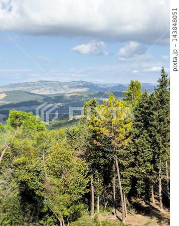 Pine trees on slope with distant hilltop town on Tuscan horizon, vertical 143848051