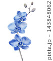 Blue Phalaenopsis Orchid Watercolor Botanical Illustration 143848062