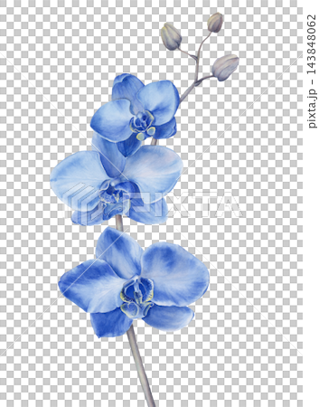 Blue Phalaenopsis Orchid Watercolor Botanical Illustration Blue Phalaenopsis Orchid Watercolor Botanical Illustration 143848062