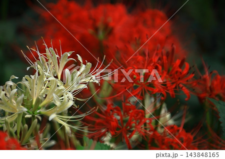 情熱の花 143848165