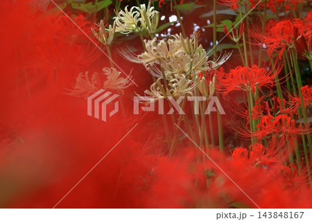情熱の花 情熱の花 143848167