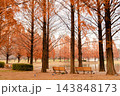秋色に染まる水上公園、メタセコイア並木が描く黄金の散歩道 143848173