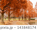 秋色に染まる水上公園、メタセコイア並木が描く黄金の散歩道 143848174