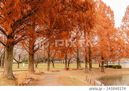 秋色に染まる水上公園、メタセコイア並木が描く黄金の散歩道 秋色に染まる水上公園、メタセコイア並木が描く黄金の散歩道 143848174