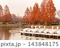 秋色に染まる水上公園、メタセコイア並木が描く黄金の散歩道 143848175