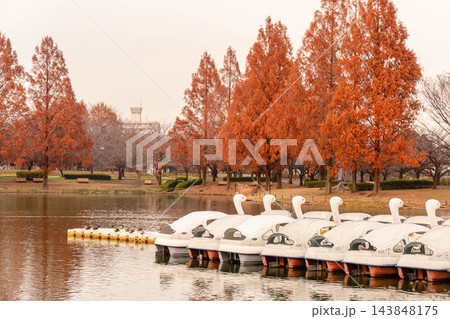 秋色に染まる水上公園、メタセコイア並木が描く黄金の散歩道 秋色に染まる水上公園、メタセコイア並木が描く黄金の散歩道 143848175