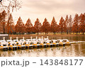 秋色に染まる水上公園、メタセコイア並木が描く黄金の散歩道 143848177