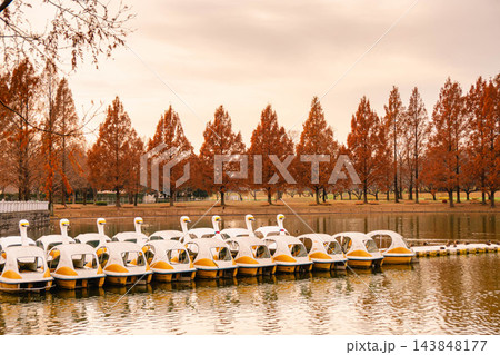 秋色に染まる水上公園、メタセコイア並木が描く黄金の散歩道 秋色に染まる水上公園、メタセコイア並木が描く黄金の散歩道 143848177