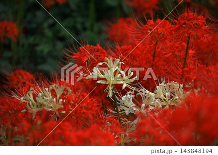 情熱の花 情熱の花 143848194