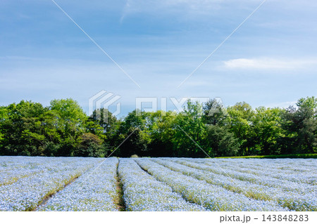 森林公園のネモフィラ畑と春の風景 森林公園のネモフィラ畑と春の風景 143848283