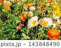 春風に揺れるポピーの花畑、鮮やかな彩りが広がる季節の風景 143848490