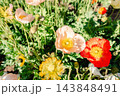 春風に揺れるポピーの花畑、鮮やかな彩りが広がる季節の風景 143848491