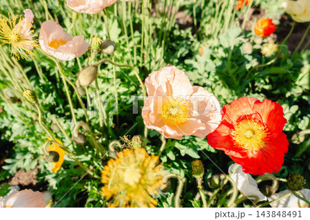 春風に揺れるポピーの花畑、鮮やかな彩りが広がる季節の風景 春風に揺れるポピーの花畑、鮮やかな彩りが広がる季節の風景 143848491