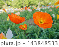 陽光を透かして輝くオレンジ色のポピー 143848533