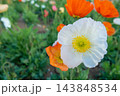 風にそっと揺れる白いポピー、清楚な花びらが紡ぐ春の静けさ 143848534