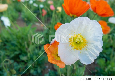 風にそっと揺れる白いポピー、清楚な花びらが紡ぐ春の静けさ 風にそっと揺れる白いポピー、清楚な花びらが紡ぐ春の静けさ 143848534