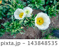 風にそっと揺れる白いポピー、清楚な花びらが紡ぐ春の静けさ 143848535