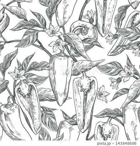 Vector sketch seamless pattern of pepper vegetable. Sweet pepper plant branches with fruits, halves, flowers and leaves. Capsicum or paprika hand drawn, imitation of engraving technique. Line art. 143848686