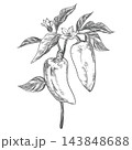 Vector sketch of a pepper plant branch with two vegetable fruits, flowers and leaves. Sweet pepper botanical illustration. Capsicum or paprika hand drawn in etching technique. Retro style. 143848688