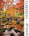 秋の大田黒公園、朱色と黄金色に染まる日本庭園の紅葉風景 143848872