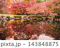 秋の大田黒公園、朱色と黄金色に染まる日本庭園の紅葉風景 143848875