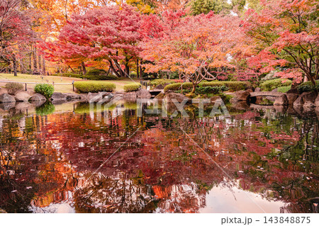 秋の大田黒公園、朱色と黄金色に染まる日本庭園の紅葉風景 秋の大田黒公園、朱色と黄金色に染まる日本庭園の紅葉風景 143848875