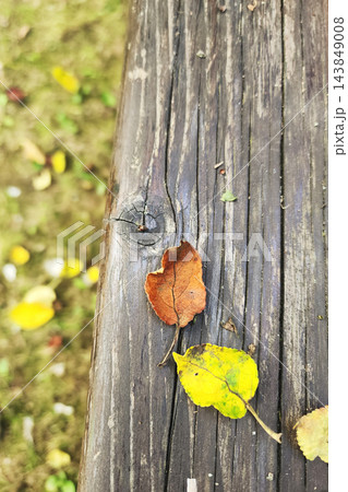 Fallen autumn leaves resting on rustic wooden bench Fallen autumn leaves resting on rustic wooden bench 143849008
