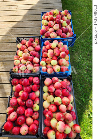 Abundant apple harvest filling crates by wooden fence Abundant apple harvest filling crates by wooden fence 143849013