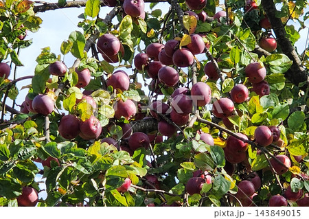 Ripe red apples hanging on apple tree branch Ripe red apples hanging on apple tree branch 143849015