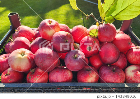 Red apples filling crate from autumn harvest Red apples filling crate from autumn harvest 143849016