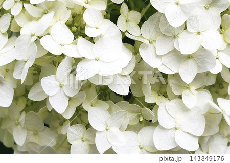 White hydrangea blooming in garden, showcasing natural beauty 143849176