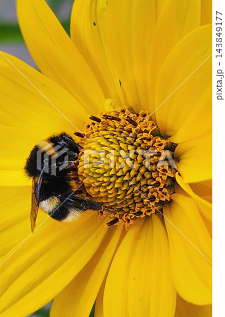 Bumblebee collecting pollen from yellow flower head 143849177