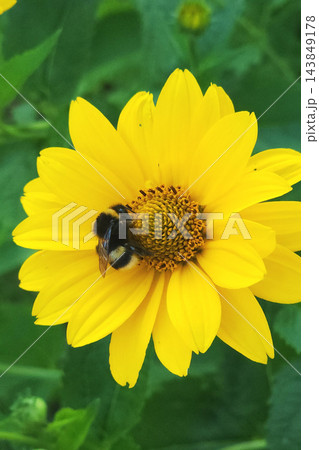 Bumblebee pollinating yellow flower in summer garden 143849178