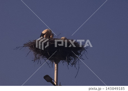 White storks nesting with chicks on pole against blue sky White storks nesting with chicks on pole against blue sky 143849185