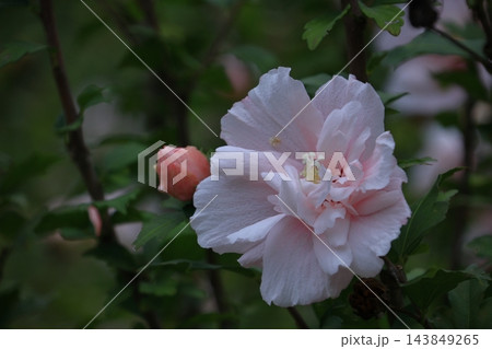 夏の茶室を彩る 夏の茶室を彩る 143849265
