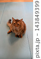 お座りしている猫 143849399