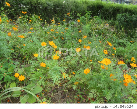 キバナコスモスのオレンジ色の花 143849524
