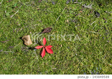 苔の上の落ち葉2 苔の上の落ち葉2 143849589