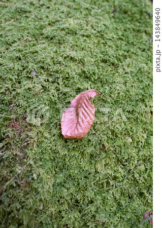苔のジュータンに落ちた枯れ葉1 苔のジュータンに落ちた枯れ葉1 143849640