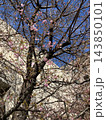 咲き始めの桜の木と青空 143850101
