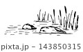 Simple hand-drawn vector drawing in black outline. Lake shore, reeds, stones in the water, bumps, swamp. Nature, landscape, duck hunting. 143850315