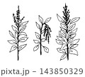 Hand-drawn vector drawing in black outline. Amaranth bushes, healthy foods, quinoa seeds, growing plants. For packaging decoration. 143850329