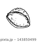 Simple hand-drawn vector ink sketch. Apricot pits, seeds, nuts. Fruit trees, nature. 143850499