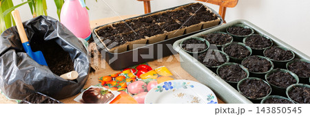 Preparation for spring work in the garden, planting tomato seeds on seedlings at home, wooden table with peat eco friendly pots and plastic containers for seedlings, tomato seeds Preparation for spring work in the garden, planting tomato seeds on seedlings at home, wooden table with peat eco friendly pots and plastic containers for seedlings, tomato seeds 143850545