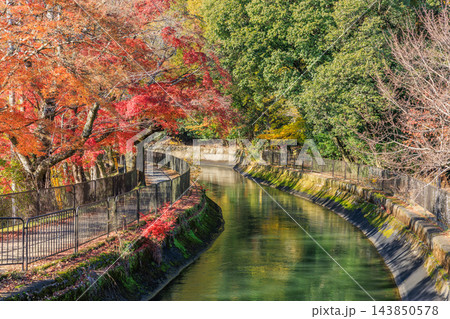 京都の秋の琵琶湖疏水(山科疏水)と紅葉 143850578